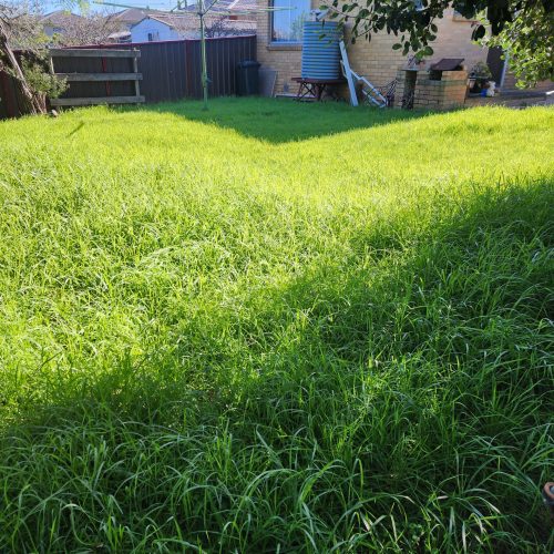 Overgrown backyard with tall, unmanaged grass in the suburban of Springvale home before professional garden clean-up