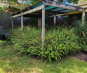 "Before photo of overgrown garden bed along the side of a house. Dense clusters of tall green ferns and other foliage completely fill the narrow space between a wooden fence and the house wall, encroaching under a low wooden pergola or carport structure. A grassy lawn is visible on the right, with trees and a clear blue sky in the background."