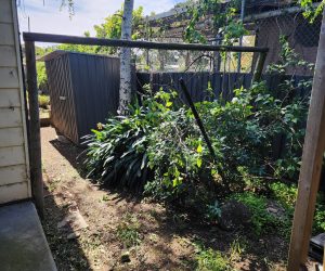 after-the-removal-of-the-grape-vine-from-over-shed--in-Ringwood