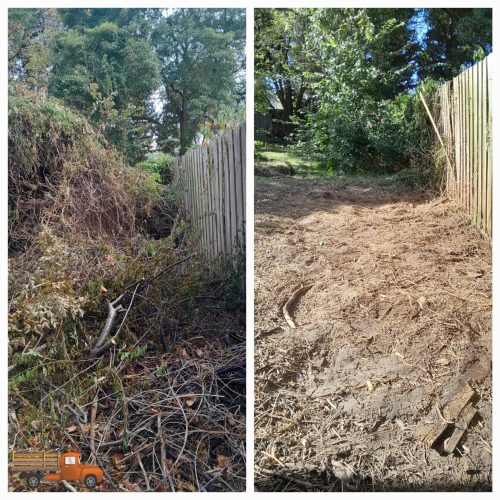 before-after-photo-of-overgowen-vines-in-Croydon Overgrown vines over a small tree in Croydon