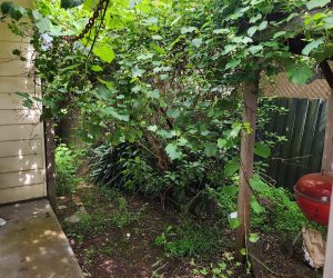before-of-fast-growing-grape-vines-over-a-shed-Ringwood