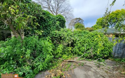 before-overgrown-dense-vine-and-weeds Dense overgrown passionfruit vine and blackberry removal in a back yard in Ringwood
