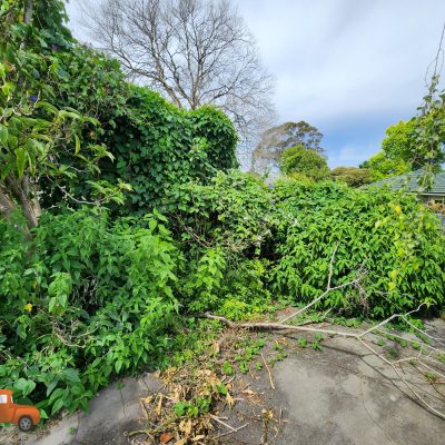 Dense overgrown passionfruit vine and blackberry removal in a back yard in Ringwood