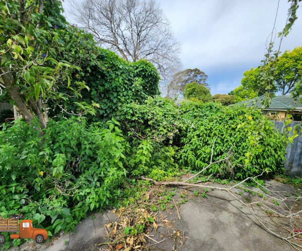 before-overgrown-dense-vine-and-weeds Dense overgrown passionfruit vine and blackberry removal in a back yard in Ringwood