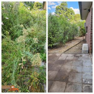 Before and after of a overgrown with weeds and blackberries in a courtyard in Nunawading