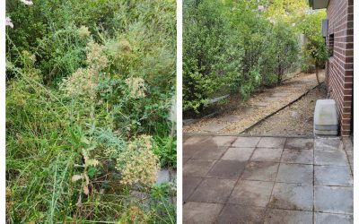 Before and after of a overgrown with weeds and blackberries in a courtyard in Nunawading