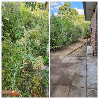 Before and after of a overgrown with weeds and blackberry's in a courtyard in Nunawading