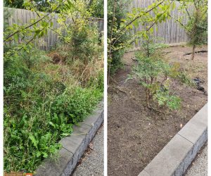 Before and after garden clean-up showing overgrown weeds transformed into a tidy, cleared backyard with trimmed plants and clean soil