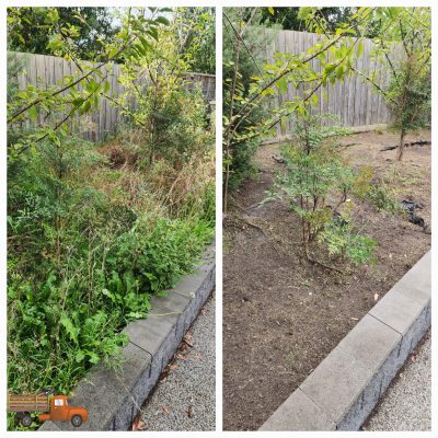 Before and after garden clean-up showing overgrown weeds transformed into a tidy, cleared backyard with trimmed plants and clean soil