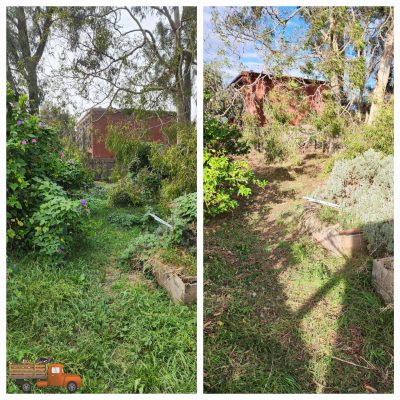 Before and after of Morning Glory taking over a Melbourne back yard all cleared and green waste taken away