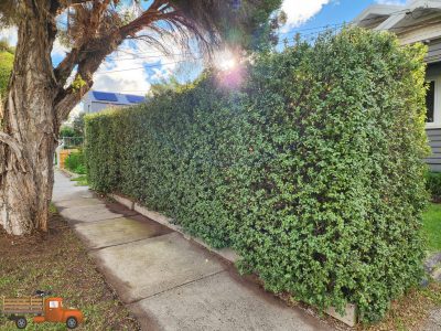 Trimmed hedge after path clearance and garden tidy up