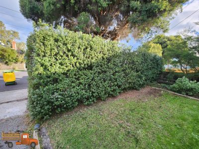 Front garden hedge after trimming and green waste removal
