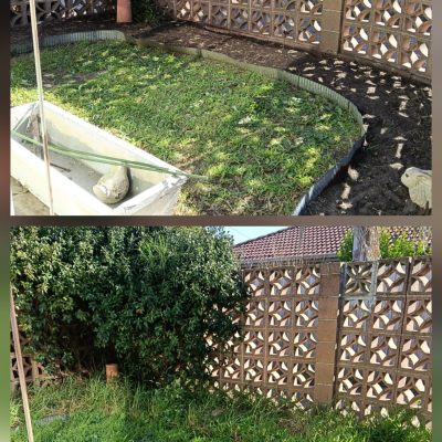 Before and after yard tidy up showing overgrown grass, weeds and garden beds cleared and cutting back the Star Jasmin in a Mordialloc courtyard.